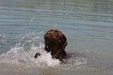 LABRADOR 1097